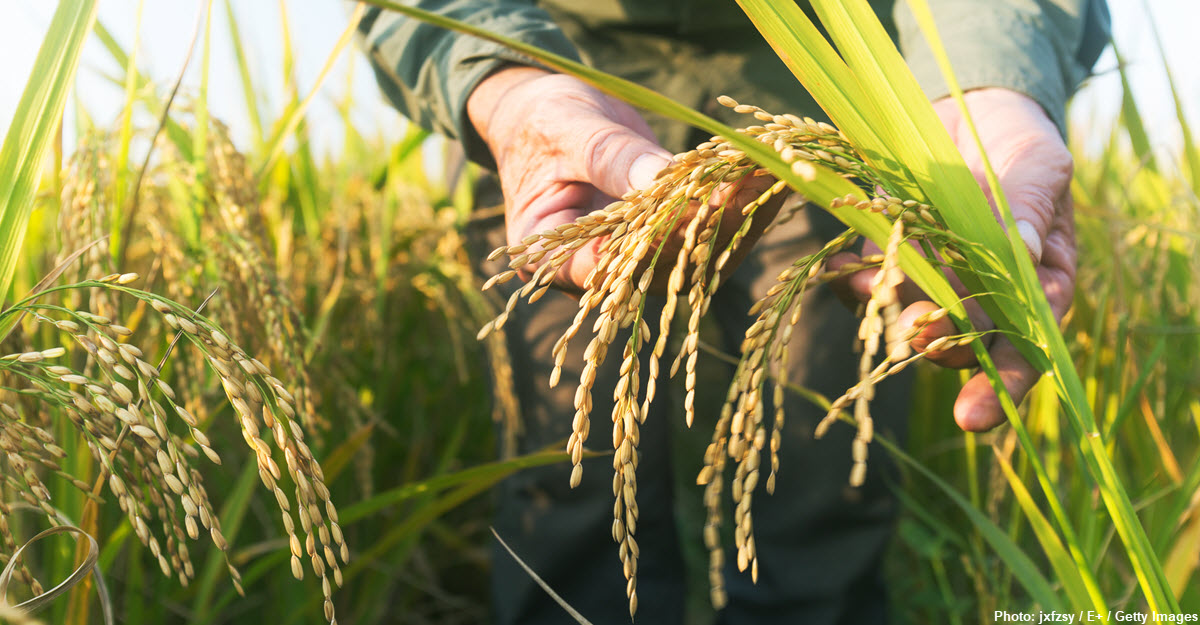 Procedure of Registration under Protection of  Plant Variety and Farmer’s Rights Act, 2001